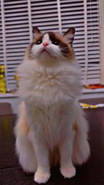 Superlieve Ragdoll poes, Poes