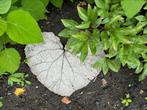 🍁Stapstenen🍁 cement bladvorm, hartvorm, beton staptegels, Ophalen, Nieuw, Beton, Overige typen