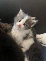 Maine Coon kittens, Meerdere dieren, Gechipt, 0 tot 2 jaar