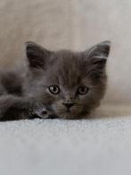 Britse Korthaar kittens, Poes, Ontwormd, 0 tot 2 jaar