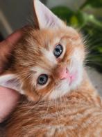 Maine Coon X kittens (mogen nest verlaten!), Meerdere dieren, Ontwormd, 0 tot 2 jaar