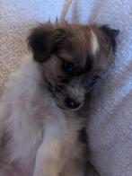 Maltipoo-Havanese pups, Dieren en Toebehoren, 8 tot 15 weken, Parvo, Meerdere, Meerdere dieren