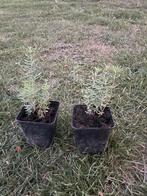 Roze prachtige langbloeiende linaria purpurea, Vaste plant, Halfschaduw, Zomer, Ophalen