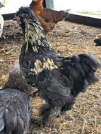 USA zijdehoen haantje, Dieren en Toebehoren, Pluimvee, Mannelijk, Kip