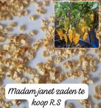 Diverse peperzaden te koop, Tuin en Terras, Bloembollen en Zaden, Ophalen of Verzenden