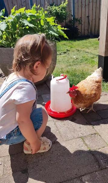 3 handtamme legkippen beschikbaar voor biedingen