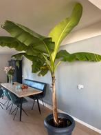 Prachtige grote Bananenplant voor een tropische sfeer!, Tuin en Terras, Planten | Tuinplanten, Volle zon, Vaste plant, Ophalen of Verzenden