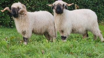 Walliser Schwarznase dekbok. beschikbaar voor biedingen