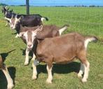 Toggenburger geitjes, Dieren en Toebehoren, Schapen, Geiten en Varkens, Vrouwelijk, Geit