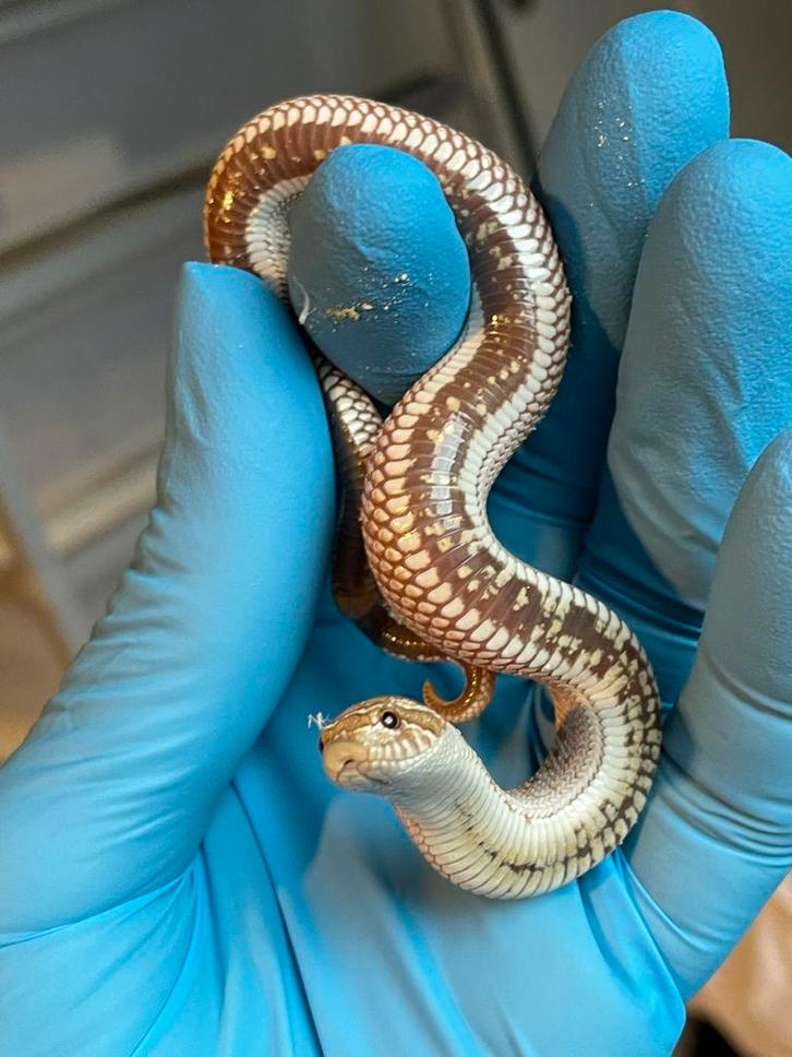 Heterodon nasicus MORPHS , ook voor Houten!