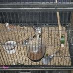 Bonte Diamant duiven broedrijp, Dieren en Toebehoren, Vogels | Overige Vogels, Meerdere dieren