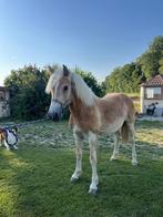 Jaarling haflinger hengst, Dieren en Toebehoren, Pony's, Hengst, Recreatiepony, 0 tot 2 jaar