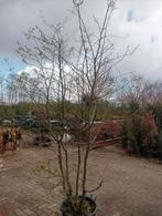 Carpinus betulus, Bloeit niet, Overige soorten, 100 tot 250 cm, Ophalen