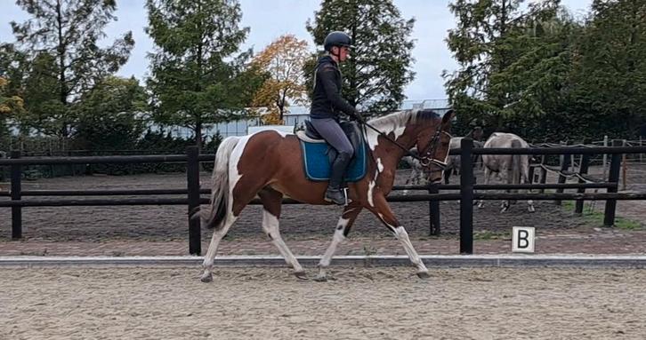 Hele nuchtere leuke brave ruin!!, Dieren en Toebehoren, Pony's, Ruin, E pony (1.48m - 1.57m), Recreatiepony, 3 tot 6 jaar, Gechipt