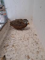 Harlekijnkwartel haan, Dieren en Toebehoren, Mannelijk, Tropenvogel