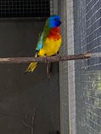 Spendid parkiet Splendids wildkleur, Meerdere dieren, Parkiet, Geringd