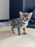 Mooie bengaalse katertje, Dieren en Toebehoren, Kater, Gechipt, 0 tot 2 jaar