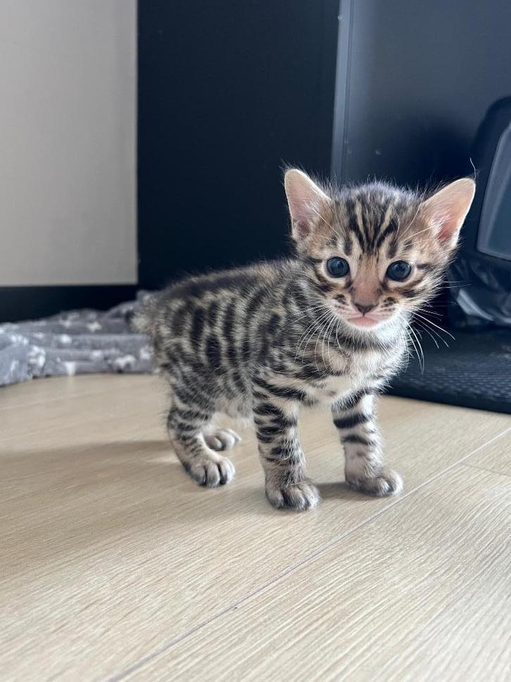 Mooie bengaalse katertje, Dieren en Toebehoren, Katten en Kittens | Raskatten | Korthaar, Kater, 0 tot 2 jaar, Gechipt, Ontwormd