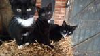 Kittens te koop, Dieren en Toebehoren, Katten en Kittens | Raskatten | Korthaar, Meerdere dieren, Ontwormd, 0 tot 2 jaar