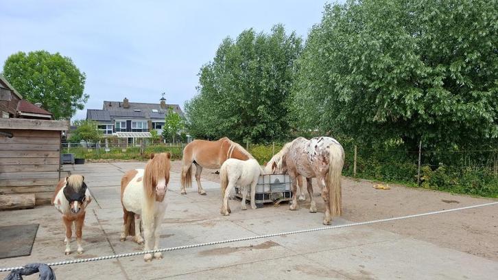 Plekje vrij voor koudbloed ruin op ons paddock paradise, Dieren en Toebehoren, Stalling en Weidegang, Stalling, Weidegang, 1 paard of pony