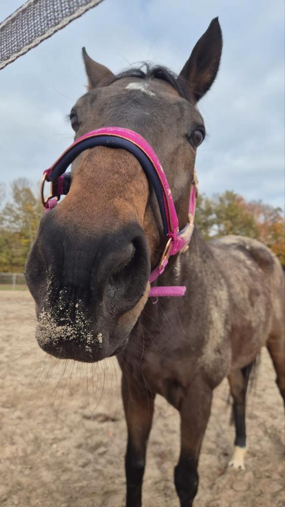 recreatie paard dames paard braaf paard ruin, Dieren en Toebehoren, Pony's, Ruin, B, 11 jaar of ouder