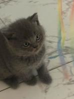 Brits Korthaar Bluepoint Kitten, Dieren en Toebehoren, Poes, Ontwormd