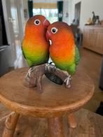 Agapornis beeldje dwergpapegaai, Ophalen of Verzenden, Nieuw