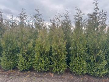 Thuja plicata Martin haagconiferen conferen koniferen  beschikbaar voor biedingen