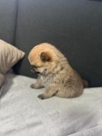 Pomeranian, November, Mannelijk