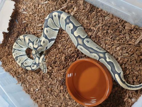 Koningspython spotnose hypo, Dieren en Toebehoren, Reptielen en Amfibieën, Slang