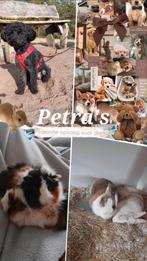 dieren vakantie opvang ook voor honden heel het jaar door, Dieren en Toebehoren, Knaagdieren, Juli