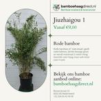 Fargesia Jiuzhaigou Bamboe | Rode Halmen | Niet-Woekerend, Ophalen of Verzenden, Bamboe, Haag