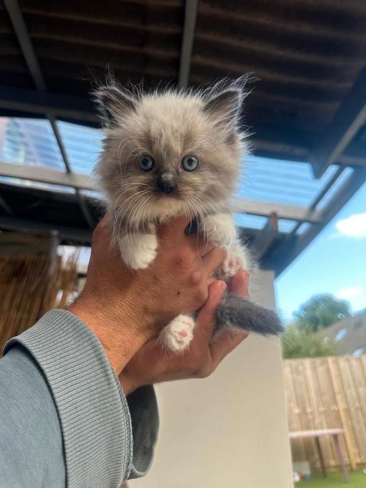 Lieve Ragdoll kitten - Poesje, Dieren en Toebehoren, Katten en Kittens | Raskatten | Langhaar, Poes, 0 tot 2 jaar, Gechipt, Ontwormd
