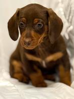 Dwerg teckel pups nog 1 reutje, Dieren en Toebehoren, Honden | Teckels en Dashonden, Parvo, 8 tot 15 weken, Korthaar, Dwerg