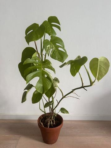 Monstera deliciosa variegata beschikbaar voor biedingen