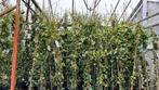 Toscaanse jasmijnen volle planten, klasse 1. 100 tot 200 cm, Tuin en Terras, Planten | Struiken en Hagen, Overige soorten, Haag