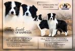 Border Collie pups fci stamboom medio mei verwacht, Dieren en Toebehoren, Honden | Herdershonden en Veedrijvers, CDV (hondenziekte)