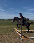 Super brave merrie, Dieren en Toebehoren, Minder dan 160 cm, B, 3 tot 6 jaar, Recreatiepaard