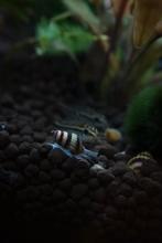 Anatome Helena slakken, Dieren en Toebehoren, Vissen | Aquariumvissen, Slak of Weekdier