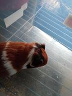 Cavia's jonge,drie kleur  gekruind ,bruin,zwart,en wit, Dieren en Toebehoren, Knaagdieren, Mannelijk, Cavia, Tam