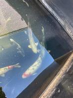 Grote Koi karpers, Dieren en Toebehoren, Vissen | Vijvervissen, Karper of Koi