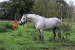 weekend stalhulp, Dieren en Toebehoren, Stalling en Weidegang