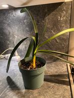 grote stek van een Clivia miniate / sint-jozefplant, Bloeiende kamerplant, Ophalen, Halfschaduw