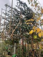 Elaeagnus ebbingei, Olijfwilg Leiboom stamhoogte 180 cm, Leiboom, 250 tot 400 cm, Zomer, Ophalen