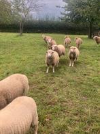 mooie lammeren te koop, Dieren en Toebehoren, Schapen, Geiten en Varkens, Meerdere dieren, Schaap