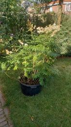 Mooie grote Lijsterbesspirea, Ophalen, Vaste plant, Overige soorten, Volle zon