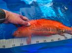 Hirasawa Doitsu Benigoi 40cm, Karper of Koi
