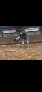 3 jarige C pony. Welsh B, Dieren en Toebehoren, Pony's, Ruin, Zadelmak, 3 tot 6 jaar, C pony (1.27m tot 1.37m)