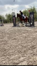 Verzorg pony, Dieren en Toebehoren, Paarden en Pony's | Verzorgingsproducten, Ophalen of Verzenden