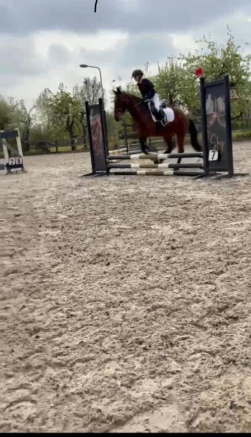 Verzorg pony, Dieren en Toebehoren, Paarden en Pony's | Verzorgingsproducten, Ophalen of Verzenden